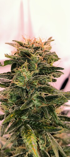 Growreport Bild 7