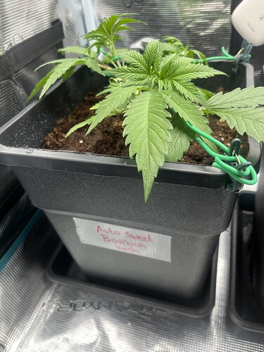 Growreport Bild 6