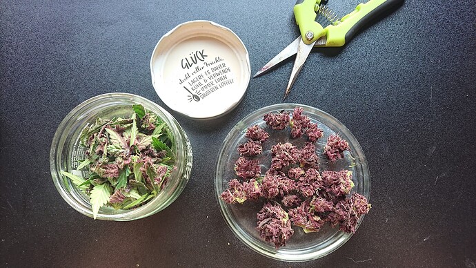 Growreport Bild 64