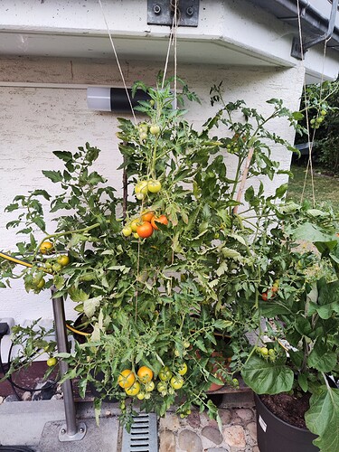 Growreport Bild 32