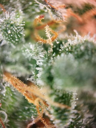 IMG_20250306_203858 - Kopie