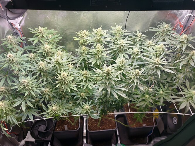 Growreport Bild 3