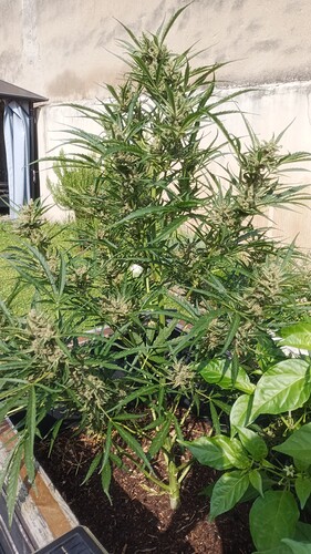 Growreport Bild 5