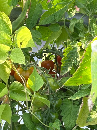 Growreport Bild 14