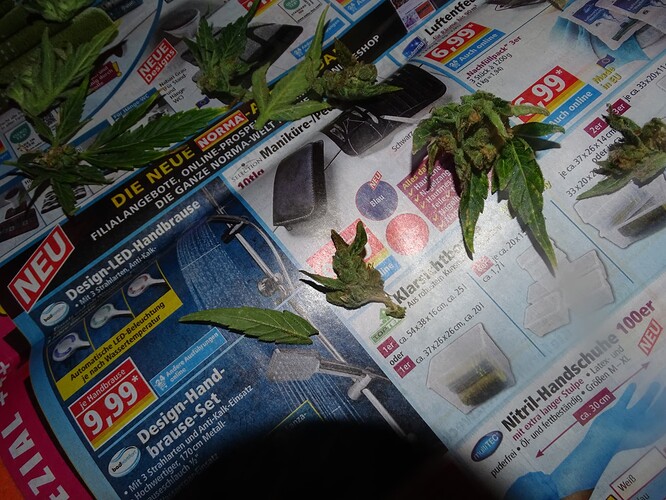 Growreport Bild 24