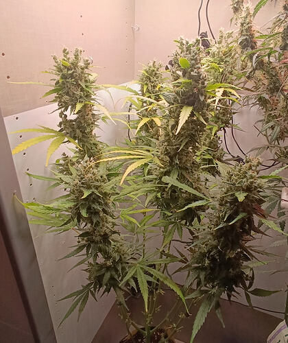 Growreport Bild 23