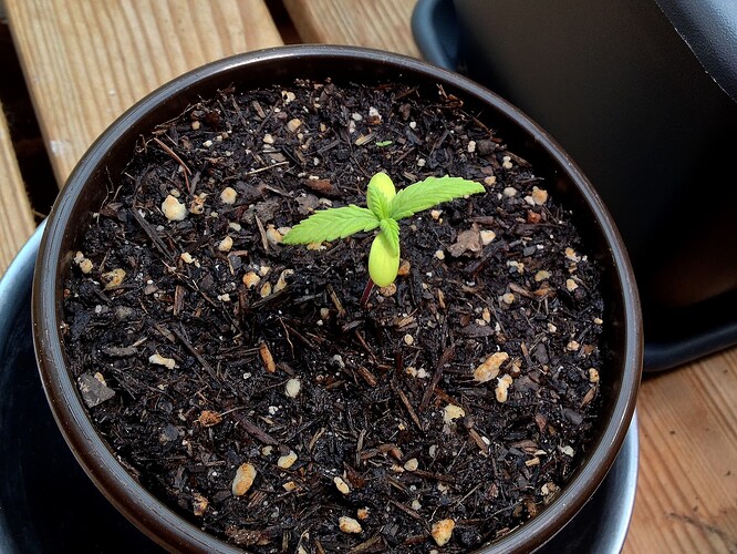 Ein junger Cannabis-Sämling in einem Topf mit feuchter Erde.