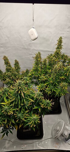 Growreport Bild 4