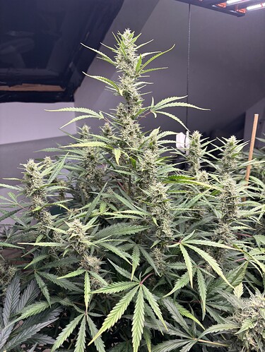 Growreport Bild 51
