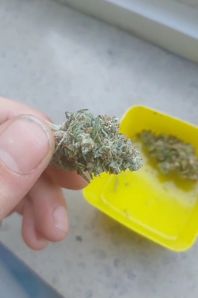 Legalisierungscomeback
