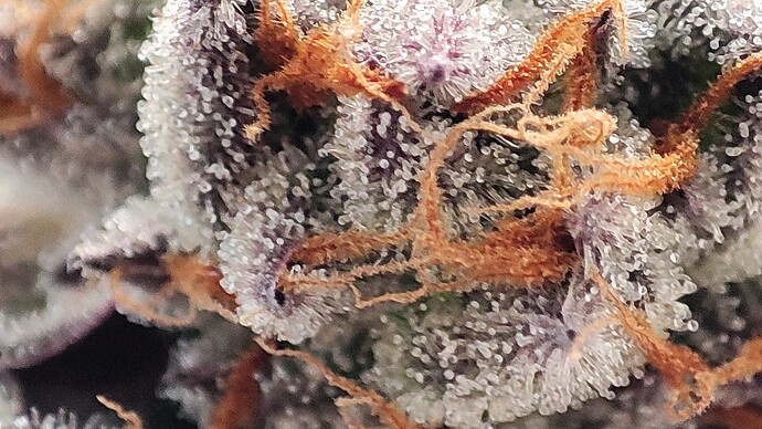 Growreport Bild 6