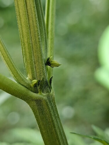 97079aa8c279510367a02b2da8a91902c2cddd27_2_564x750