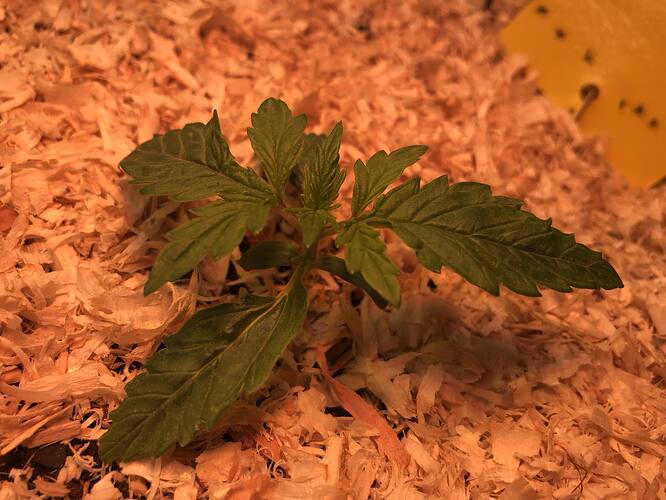 Growreport Bild 6