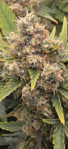 Growreport Bild 11