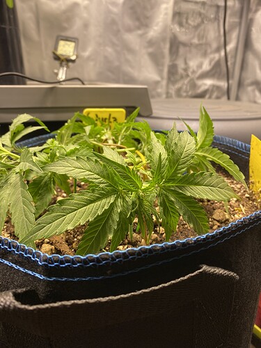 Growreport Bild 59