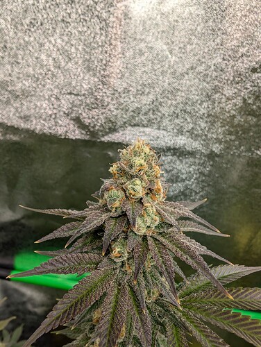 Growreport Bild 5