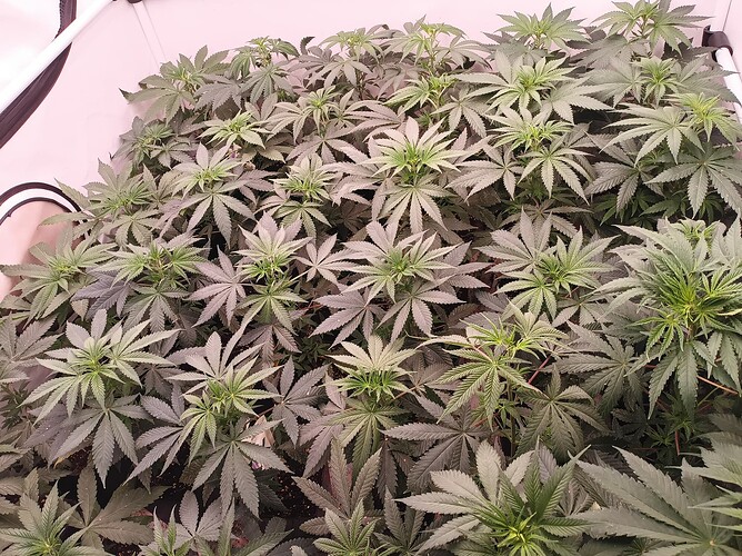 Growreport Bild 15