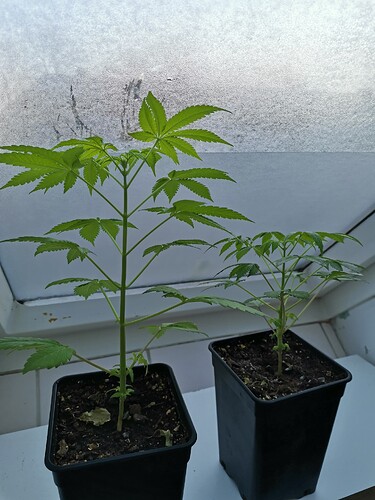 Mix grow looser (1)