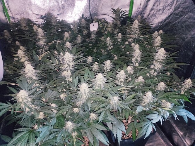 Growreport Bild 16