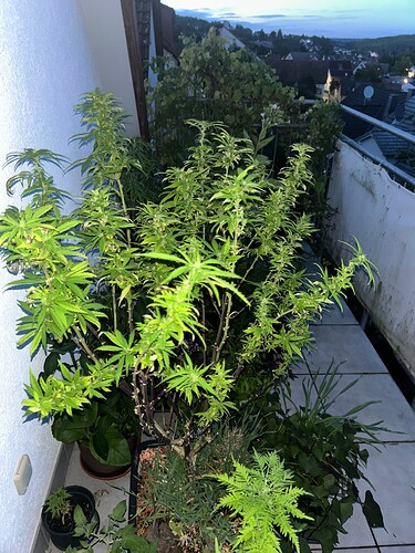 Growreport Bild 29