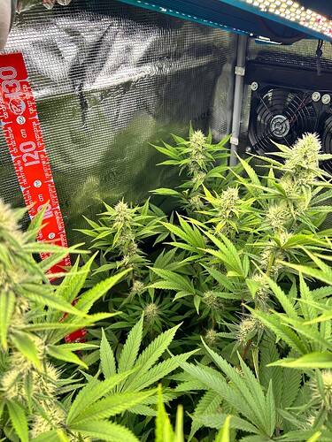 Growreport Bild 7