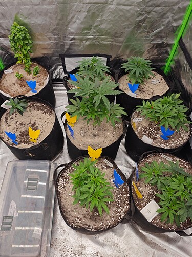Growreport Bild 17