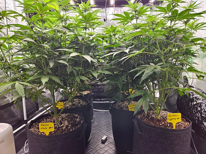 Growreport Bild 22