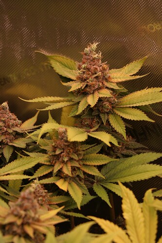 Growreport Bild 43
