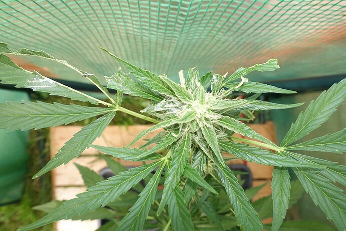 Growreport Bild 15