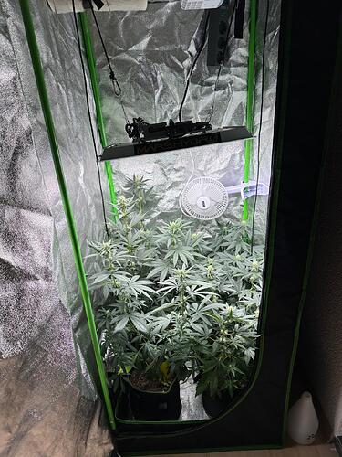 Vier Cannabispflanzen in einem Growzelt unter einer Mars Hydro LED-Lampe, wobei die Pflanzen links deutlich höher gewachsen sind als rechts.