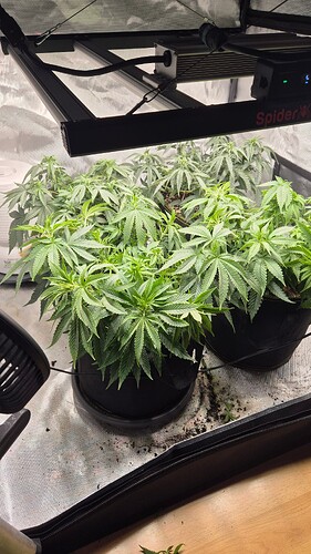 Growreport Bild 3