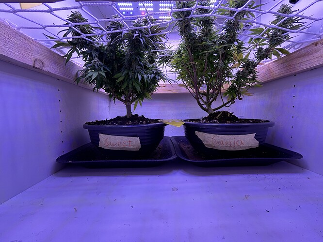 Zwei Cannabis-Pflanzen in Töpfen unter einem Scrog-Netz in einer Growbox.