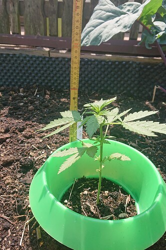 Growreport Bild 2