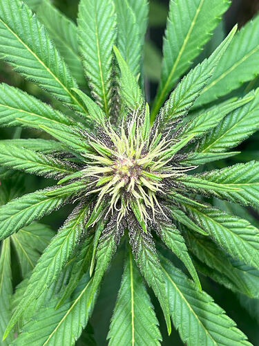 Growreport Bild 44