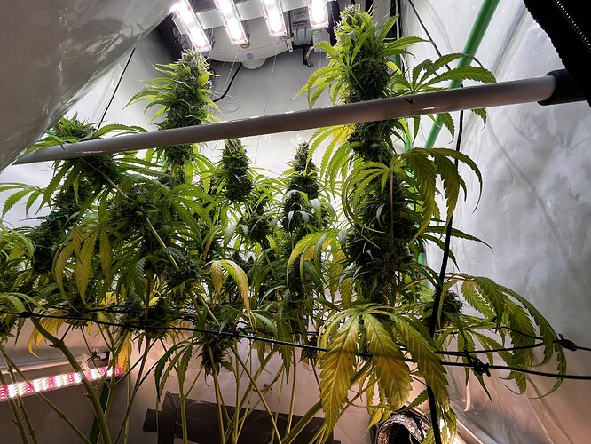 Growreport Bild 5