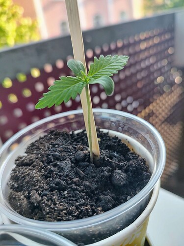 Growreport Bild 4