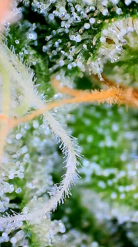 Nahaufnahme von Cannabis-Trichomen auf einem Blütenblatt, die überwiegend milchig erscheinen.