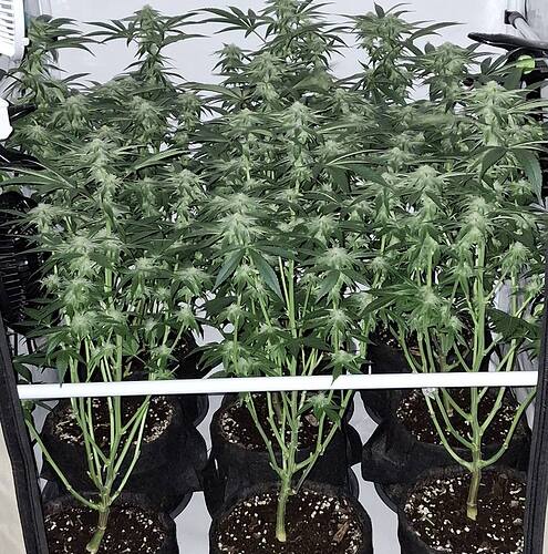 475382833_122165570558293599_4792336874524115530_n