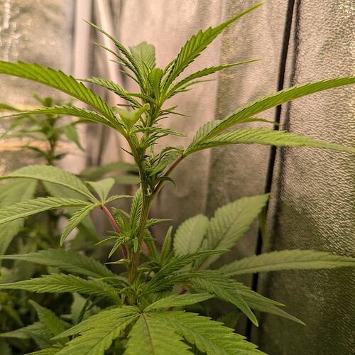 Growreport Bild 5