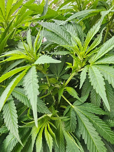 Growreport Bild 20