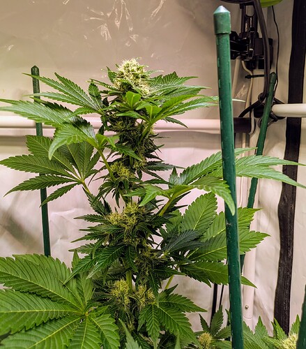 Growreport Bild 8