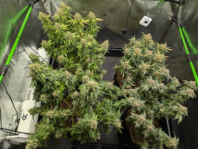 Growreport Bild 1