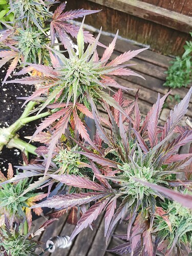 Growreport Bild 8