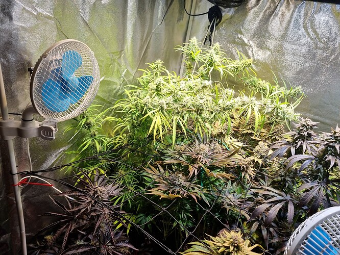 Mehrere blühende Cannabispflanzen in einem Growzelt, eine davon mit dunklen Blättern und die andere mit hellgrünen Blättern und vielen Blütenständen. Ein Ventilator ist links im Bild zu sehen.
