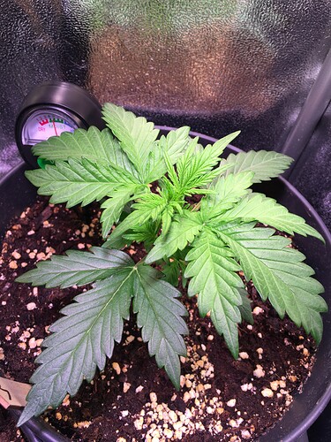 Growreport Bild 2