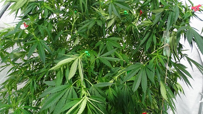 Growreport Bild 6