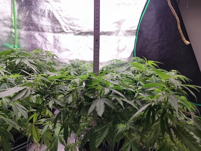 Growreport Bild 29