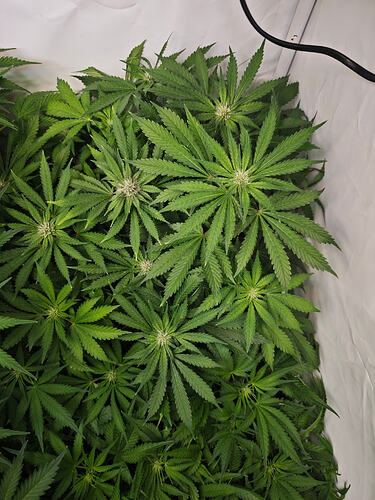 Growreport Bild 36