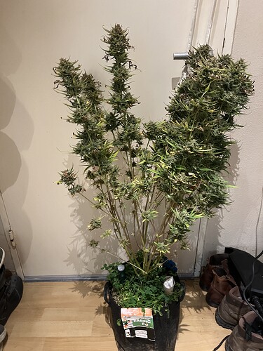 Growreport Bild 2