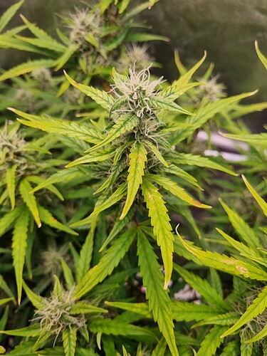 Growreport Bild 22